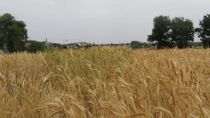 Un champ de variétés anciennes de blé dans l'Ain
