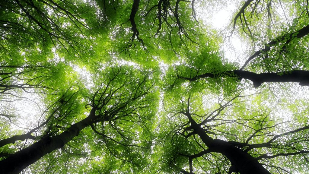 Wild Bretagne rachète des forêts pour préserver la biodiversité
