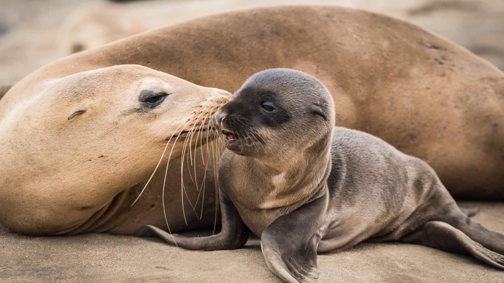 Tourisme : les îles Malouines, des petits paradis sur Terre