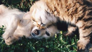 Chien et chat qui se font un calin