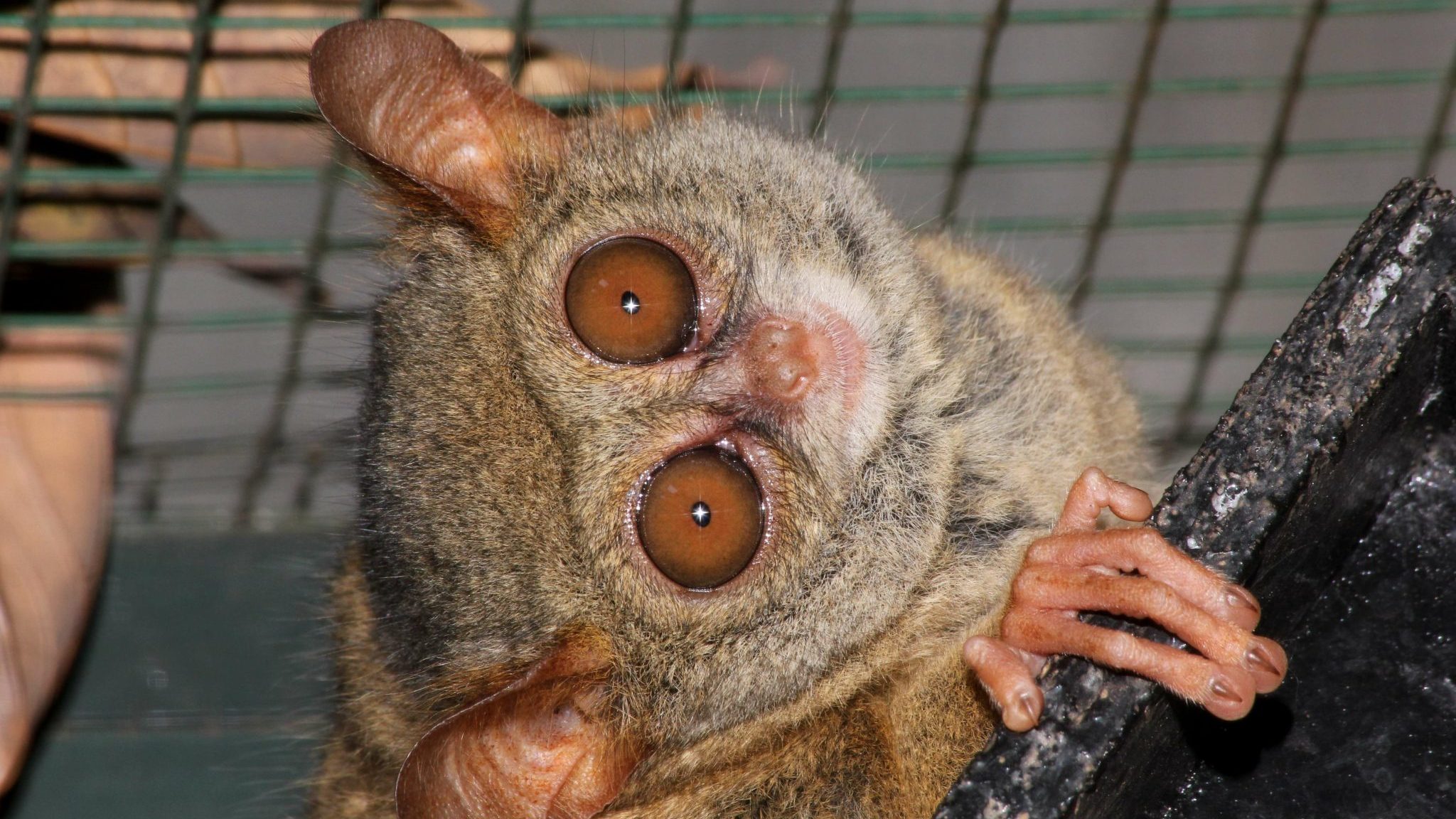 Le tarsier, ce petit animal aux grands yeux qu’il faut protéger