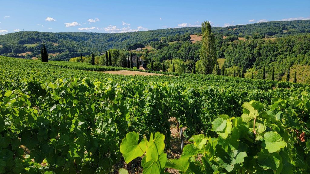 Bordeaux : Essai Vin Cœur, un projet pour développer l’agroforesterie