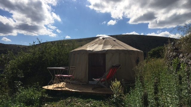 Les ânes du Vigos Cévennes