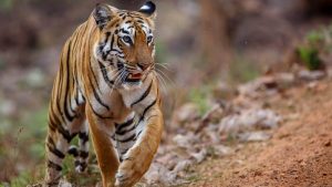 Un tigre sauvage en Inde.