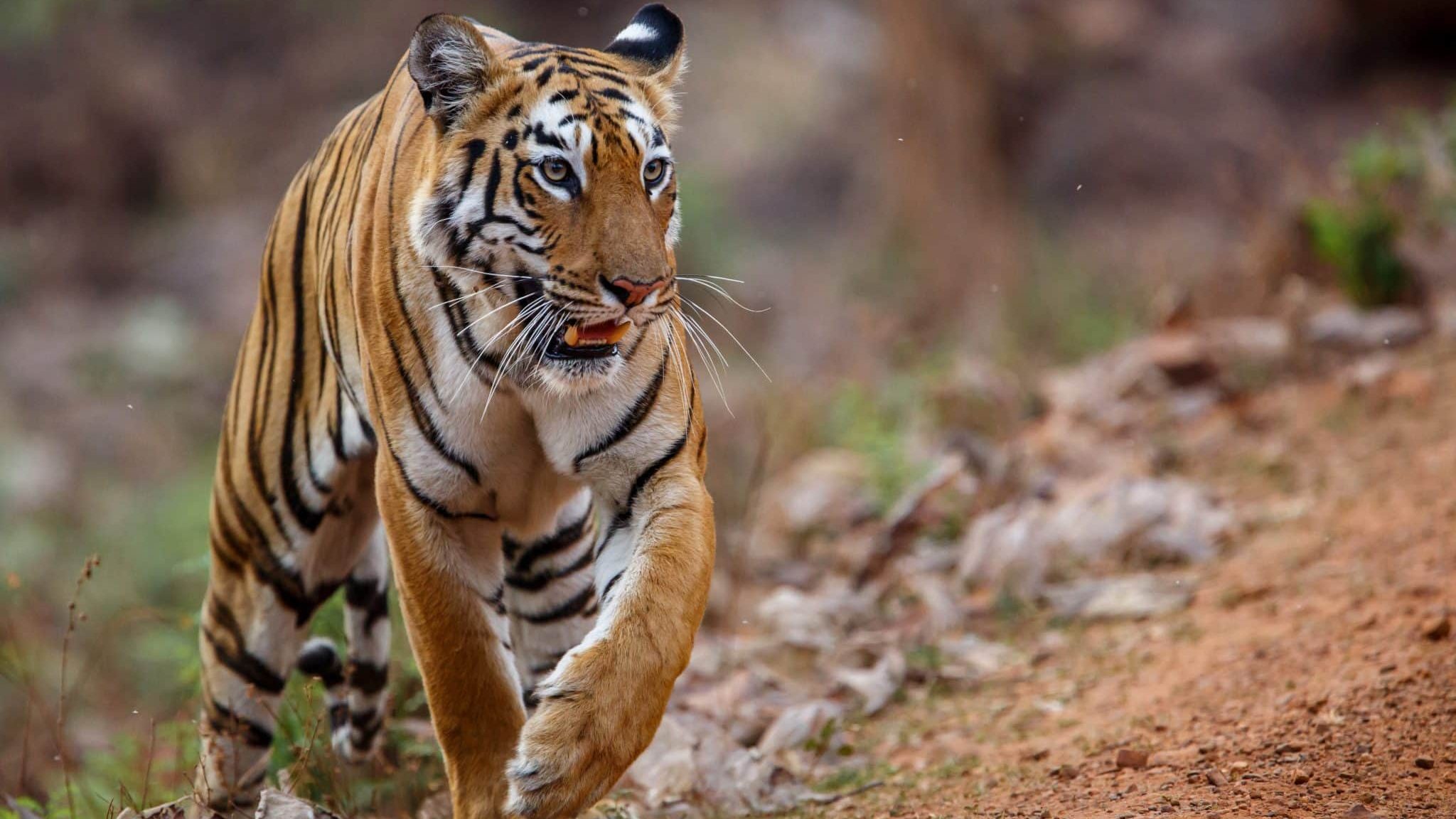 Un tigre sauvage en Inde.