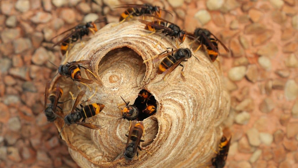 Quelles plantes choisir pour repousser les frelons asiatiques ?