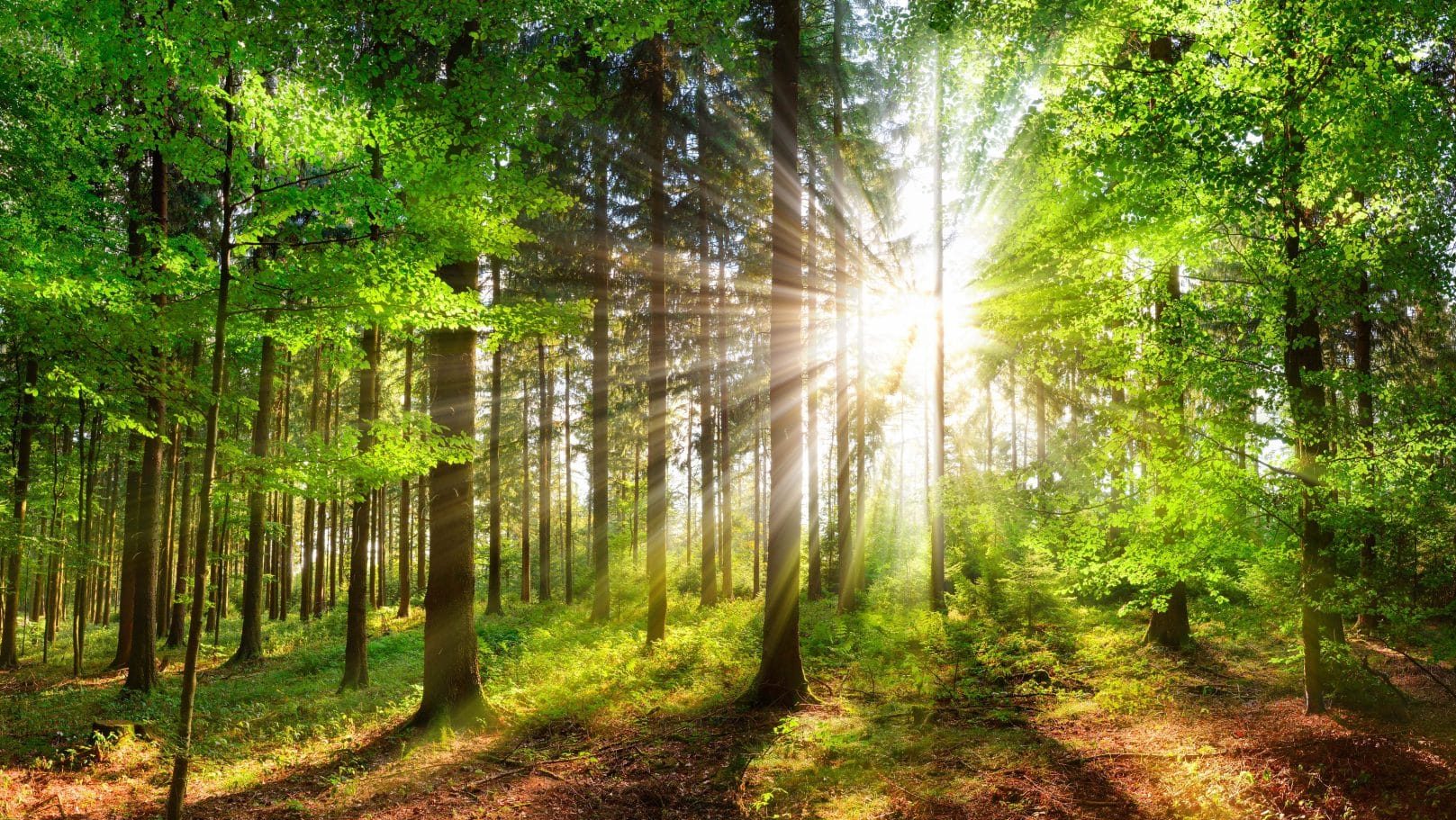 Forêt traversée par le soleil