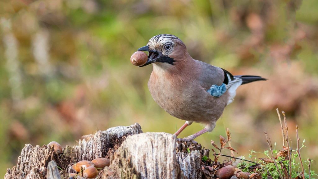 La LPO vole au secours des espèces “présumées coupables”