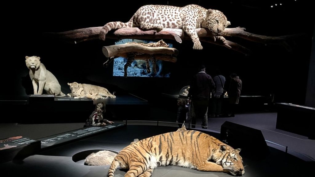 Paris : cette exposition sensibilise aux différents félins 