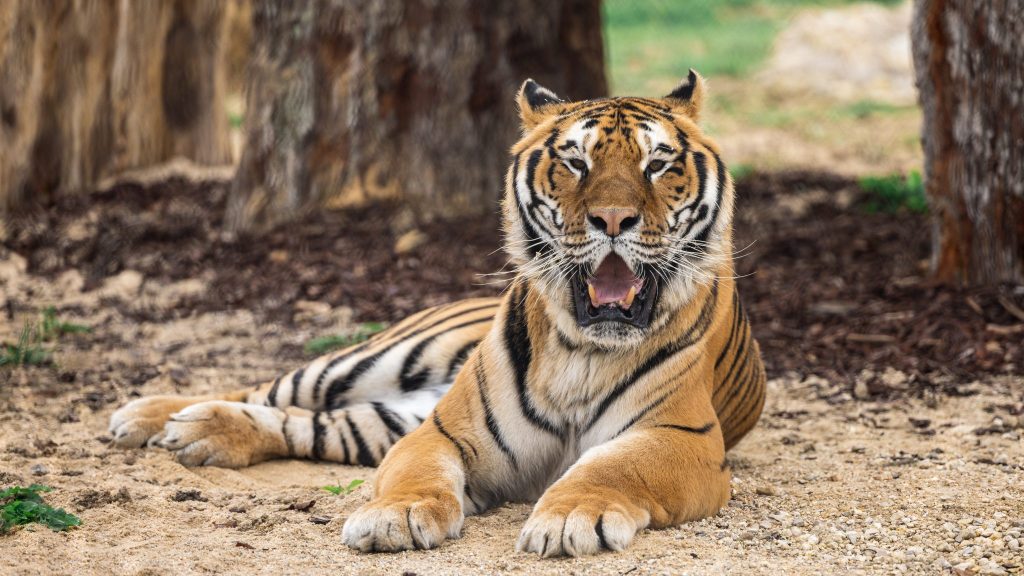 Le Zoo-refuge la Tanière sauvé grâce une immense vague de solidarité