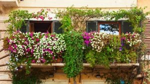 Lyon : prendre soin de ses plantes en pot avec les Empotés