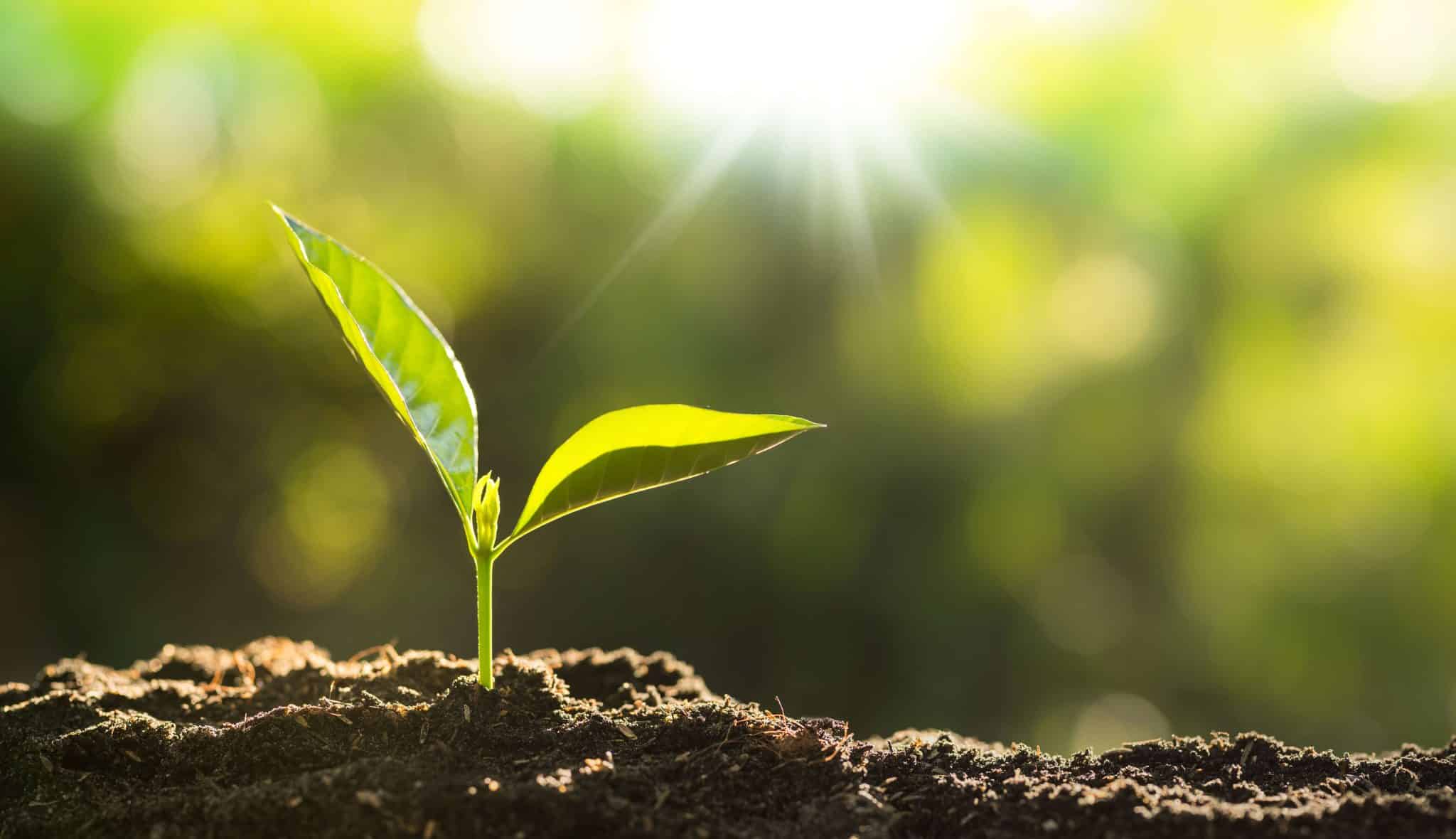 Lou Vayu propose des coffrets de graines de potager à planter