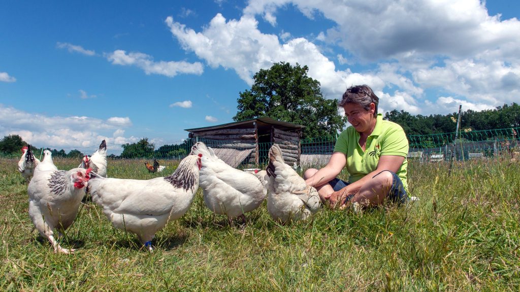Ancienne notaire, elle élève désormais des poules de races anciennes