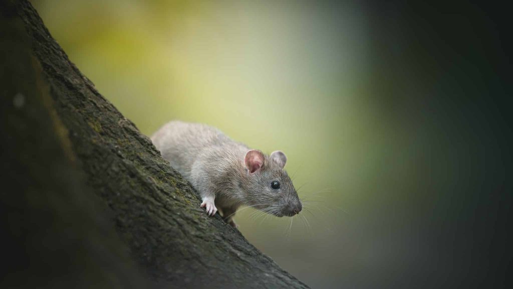 Ce livre dépeint la relation entre les rats et les Parisiens