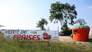 Sur la gauche, une banderole annonce "vente de fraises". Sur la droite, une fraise de deux mètres de haut se dresse, c'est le point de vente. Tout cela sous le Soleil en Alsace.