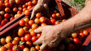 Deux mains d'un homme trie des tomates bios dans des cageots