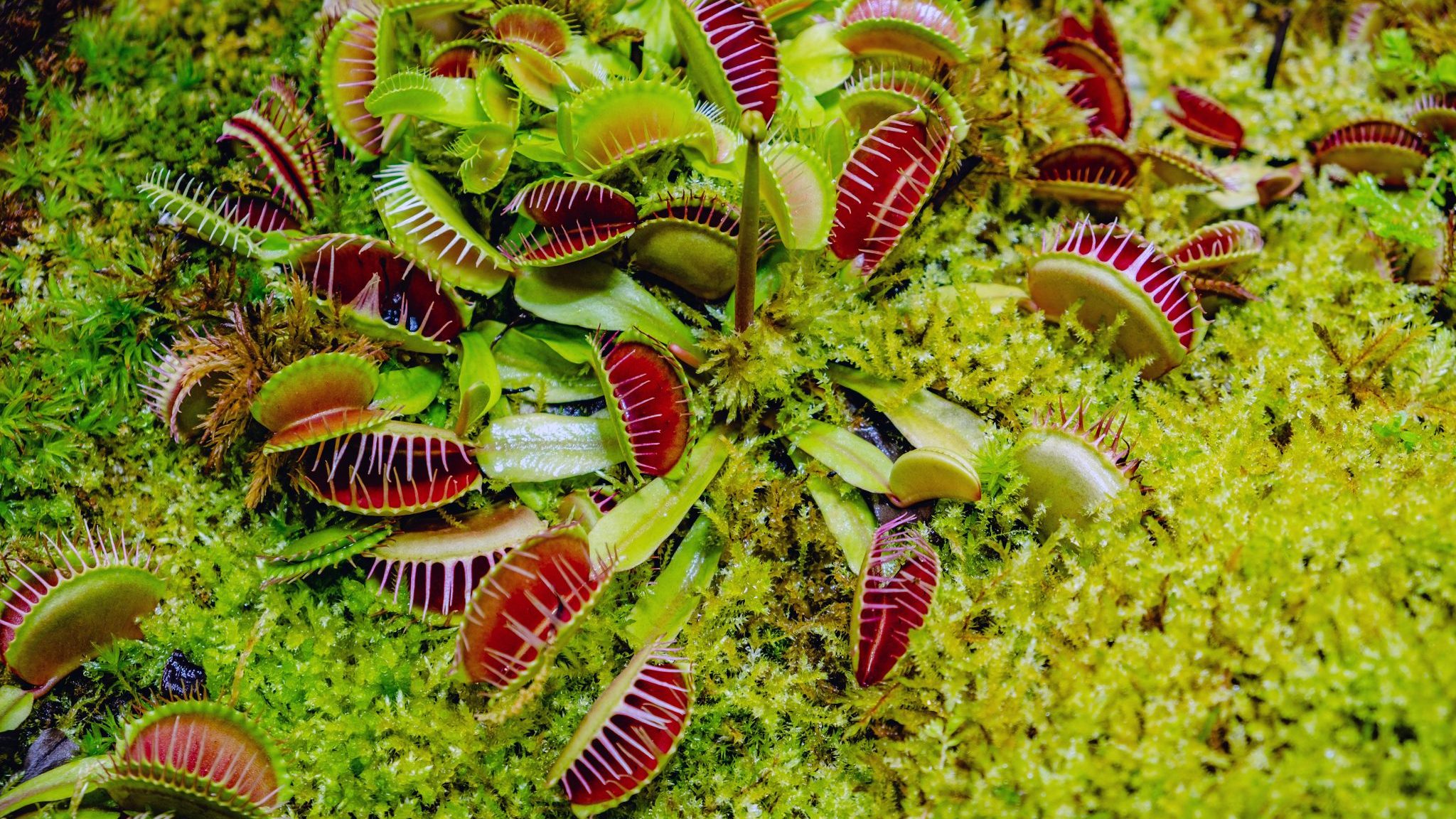 Les plantes carnivores