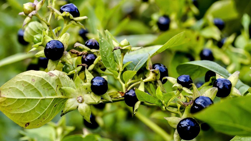 L’herboriste AirZen : des conseils pour éviter les plantes toxiques
