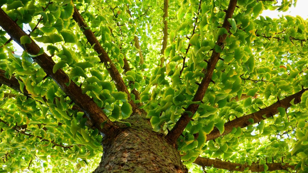 L’herboriste AirZen : le ginkgo, pour aider le système nerveux
