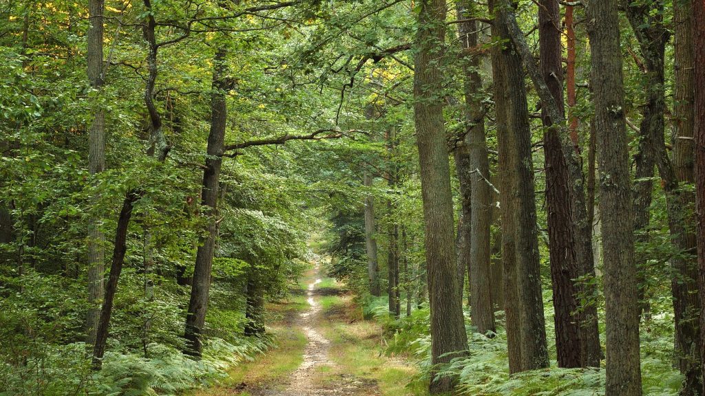 Climat, pollution… Quels sont enjeux des forêts franciliennes ?