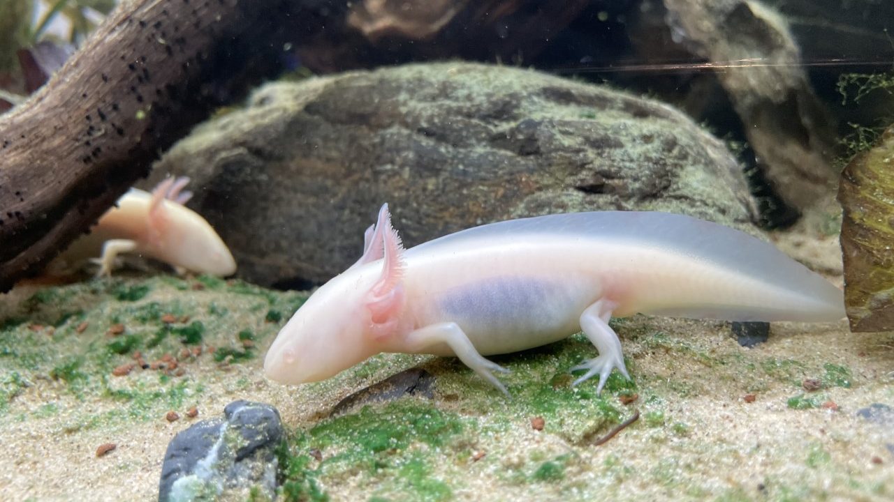 axolotl à la Cité des Sciences à l'exposition Métamorphoses