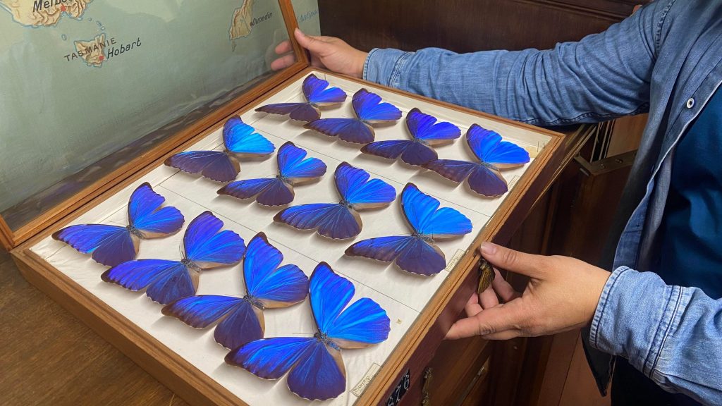 Découverte du papillon Morpho au Muséum national d’Histoire naturelle