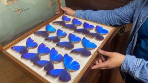 Papillons morpho