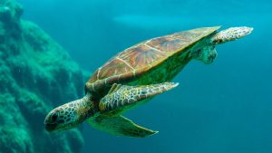 Une tortue marine dans l'ocean