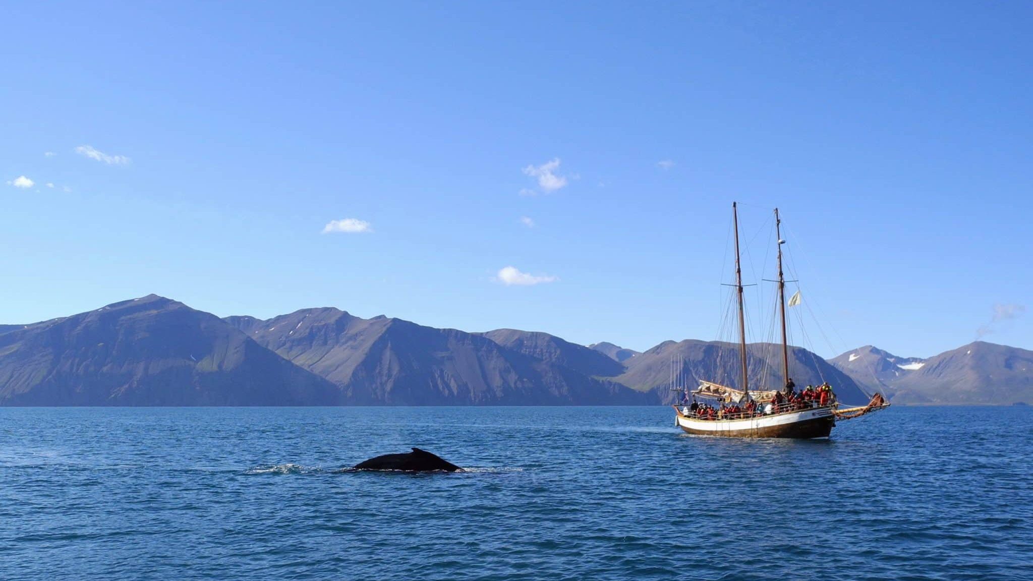 Une baleine sur les côtes islandaises.