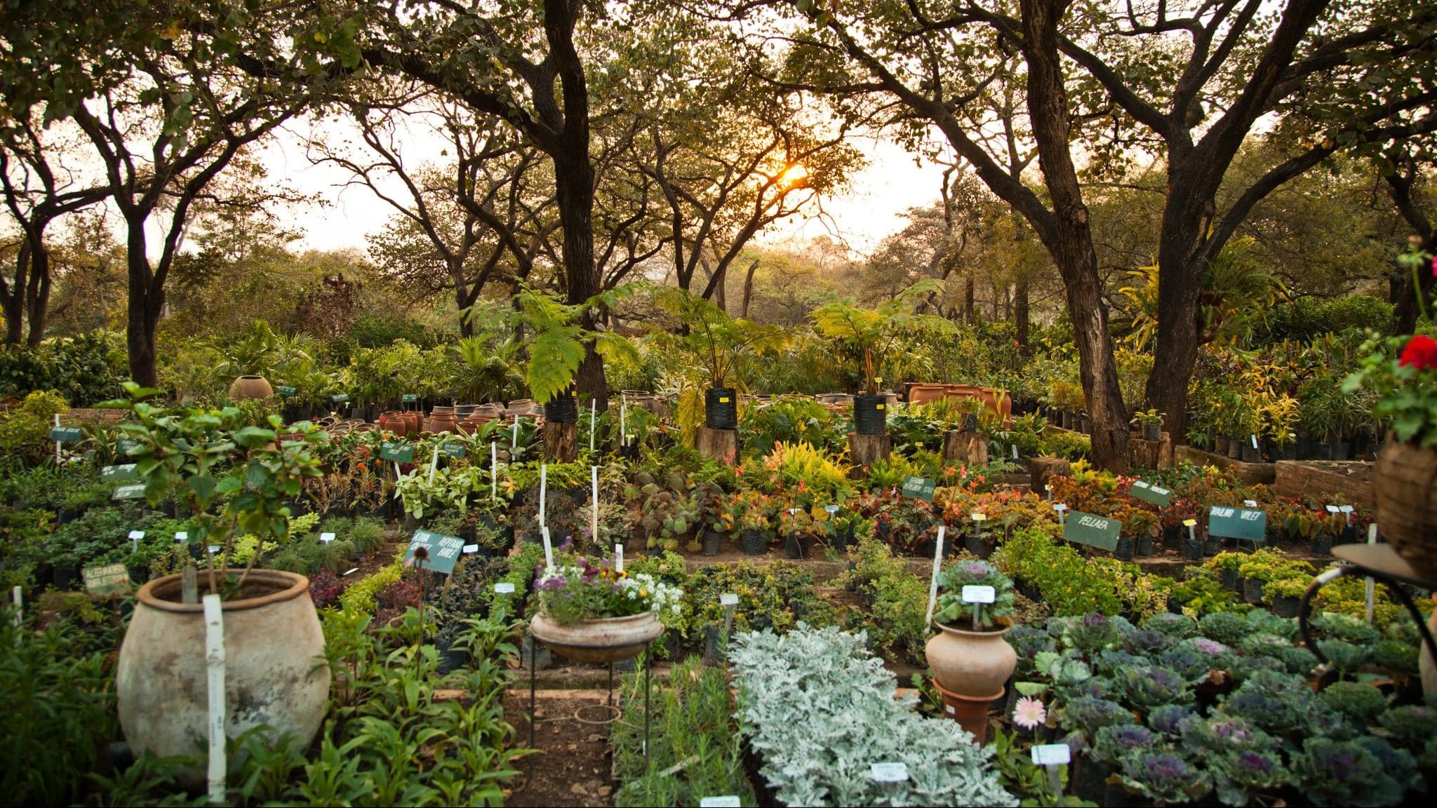 Un jardin en permaculture, à l'ombre des arbres, avec au loin un soleil couchant