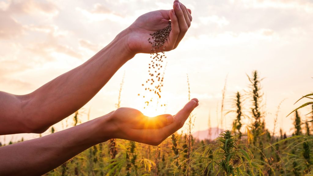 V21 produit et transforme du chanvre en France