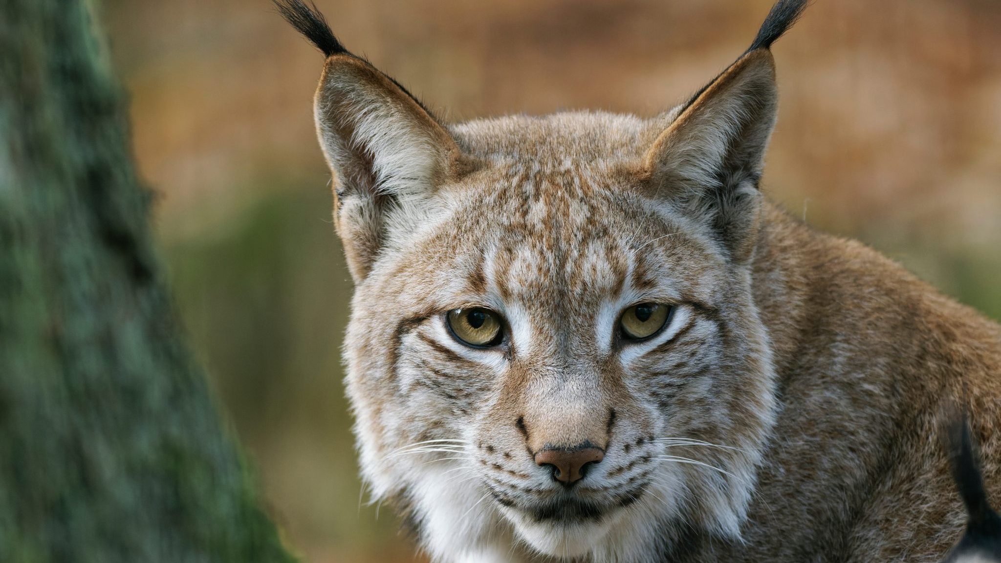 Deux lynx libérés après cinq mois de soins au centre Athénas