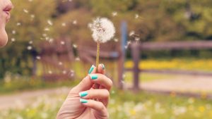 Une personne souffle sur une fleur et le pollen s'envole