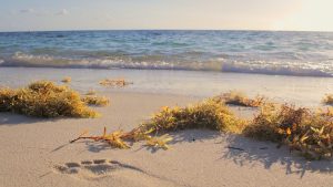 Des algues sargasses échouées sur une plage