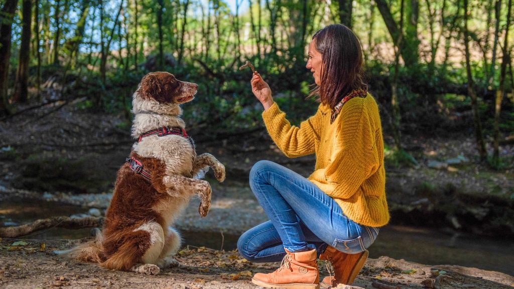 Le Chien Voyageur : conseils et guides pour des vacances sereines