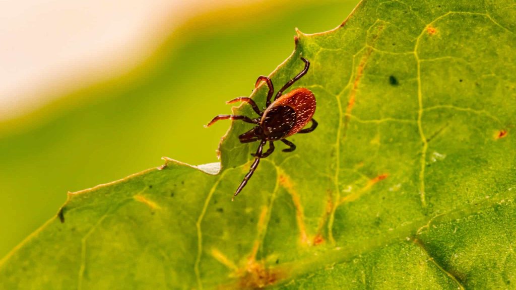 Citique-Tracker, pour visualiser les signalements de piqûres de tiques