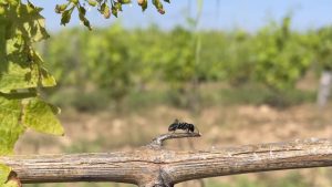 Des fourmi en symbiose avec une vigne en Corse