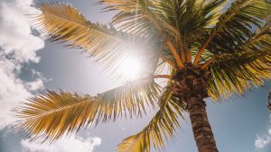 Un rayon de soleil et un palmier
