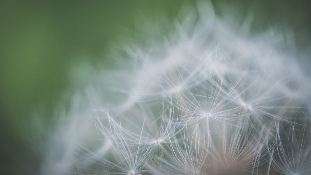 Allergies : Pollin’air recherche des sentinelles dans le Grand Est
