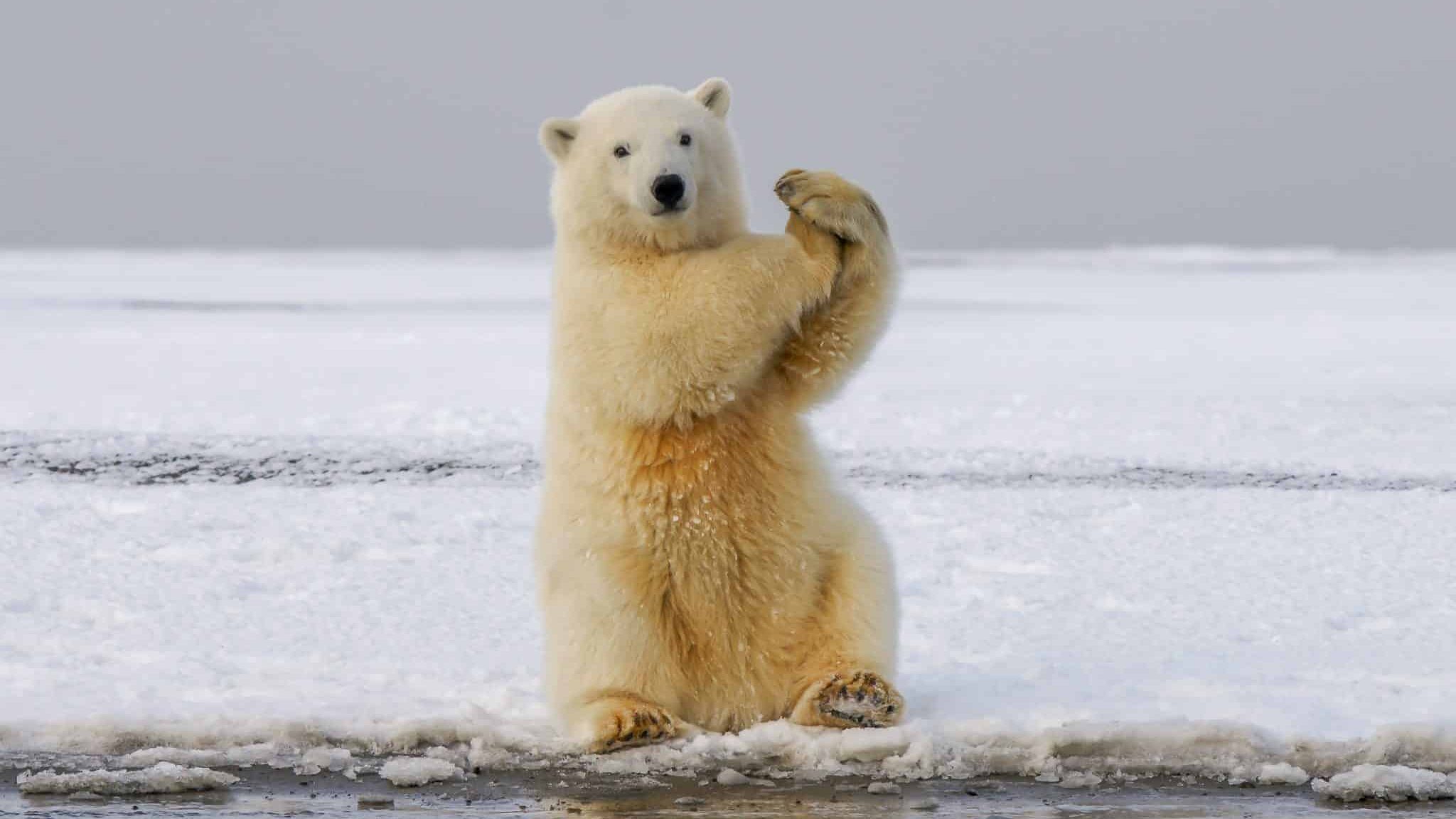 ours polaire arctique