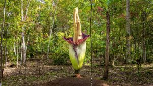 La fleur géante, pénis de Titan