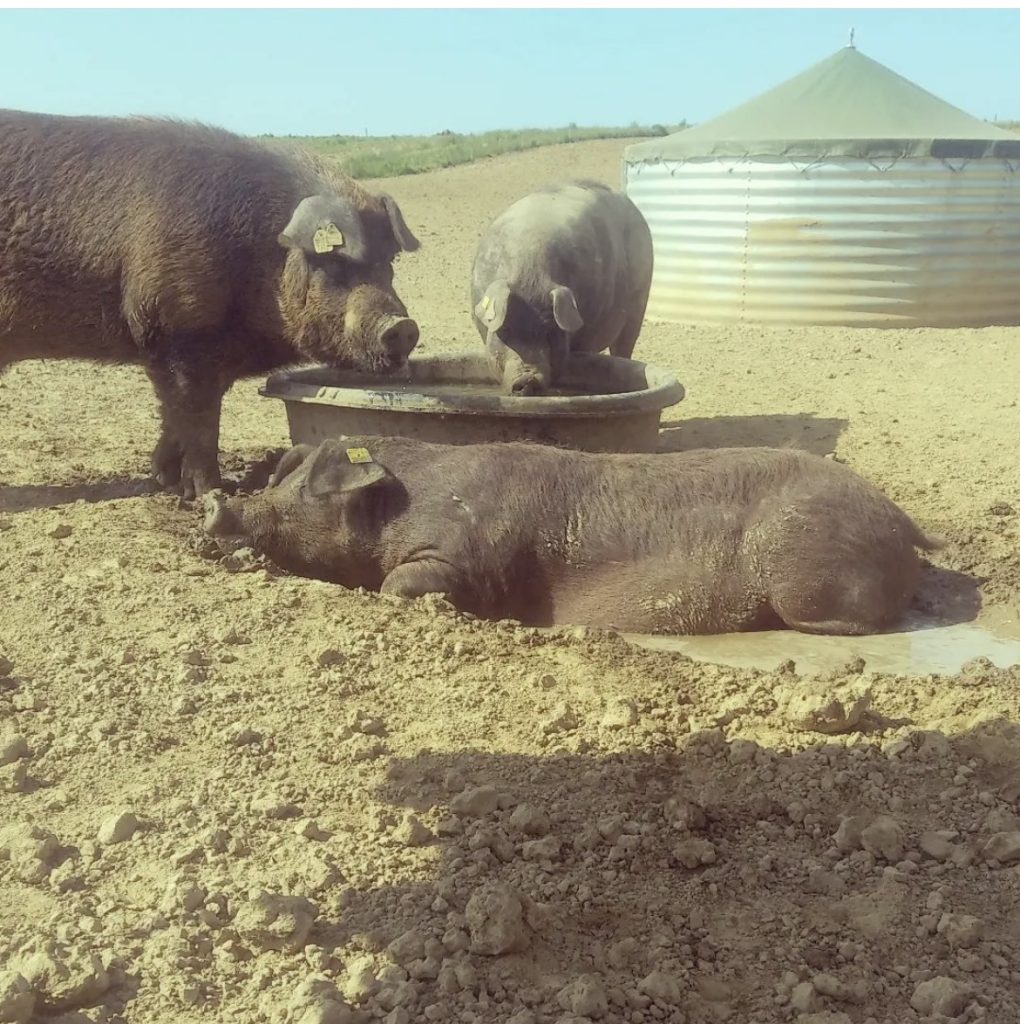 Les cochons Duroc se prélassent en plein air.