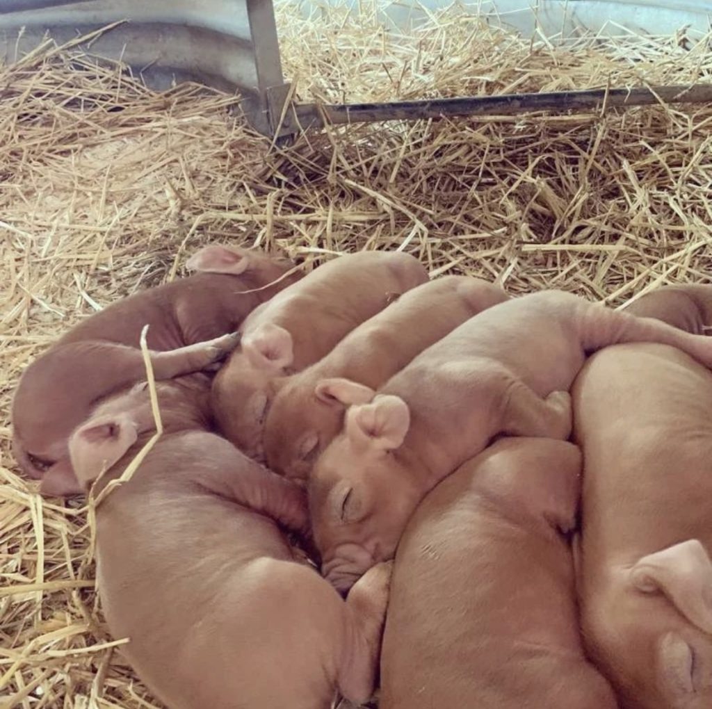 Naissance des petits cochons sur l'elevage.