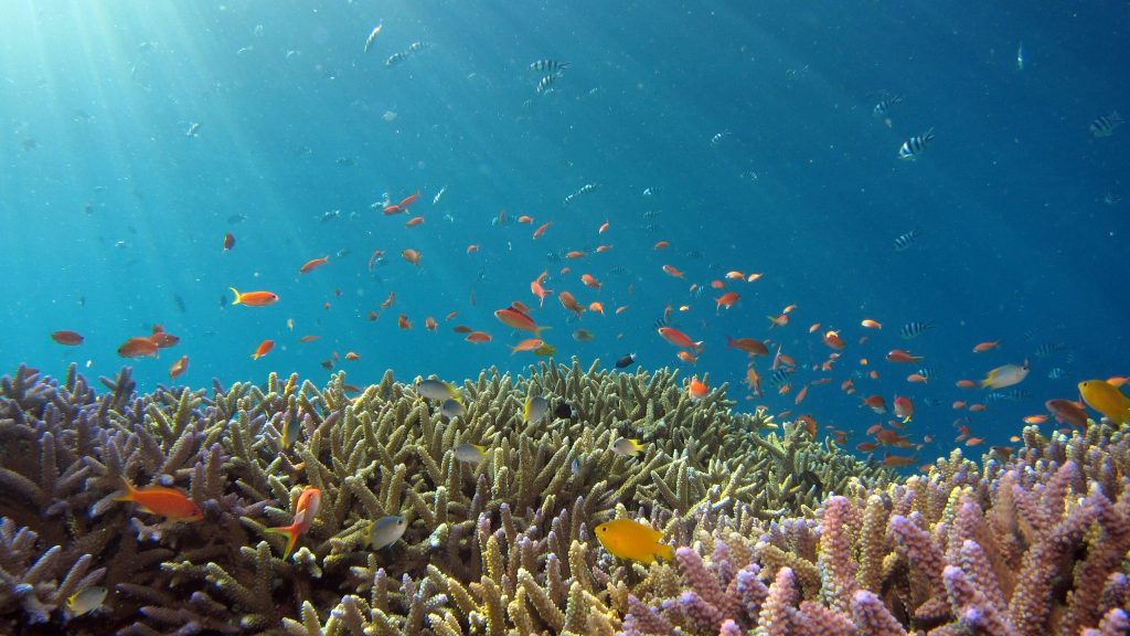 French Kiss Suncare, la crème solaire qui veut protéger les coraux