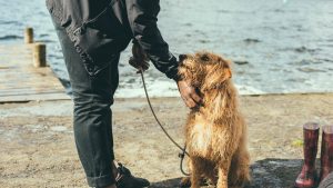 Un chien mouillé