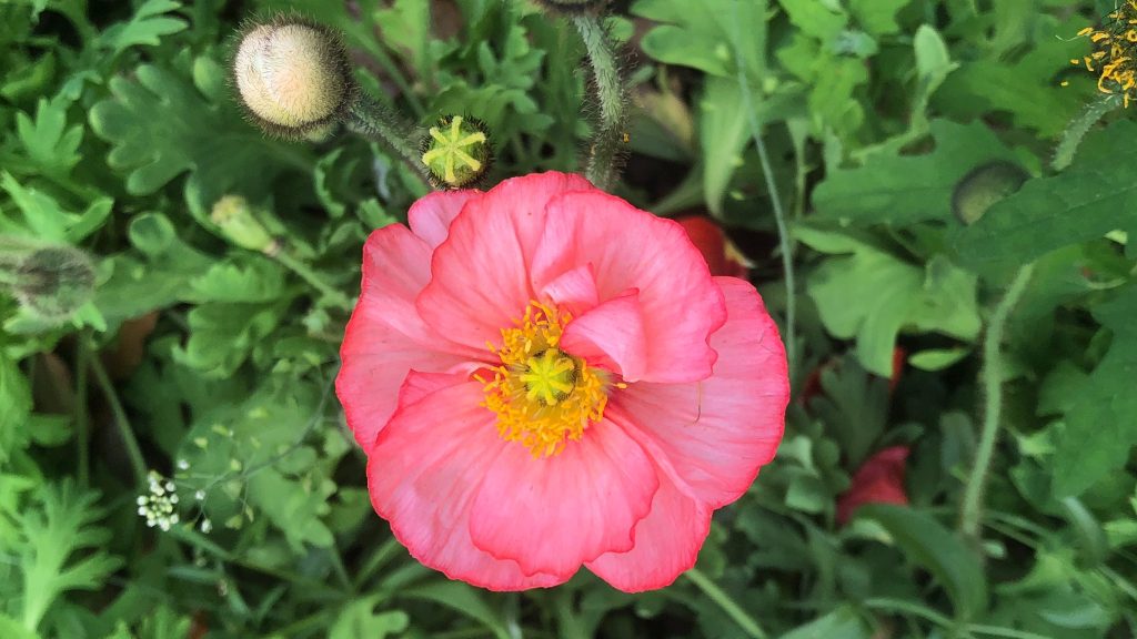 Paris : elles ont créé un café-fleuriste local et de saison