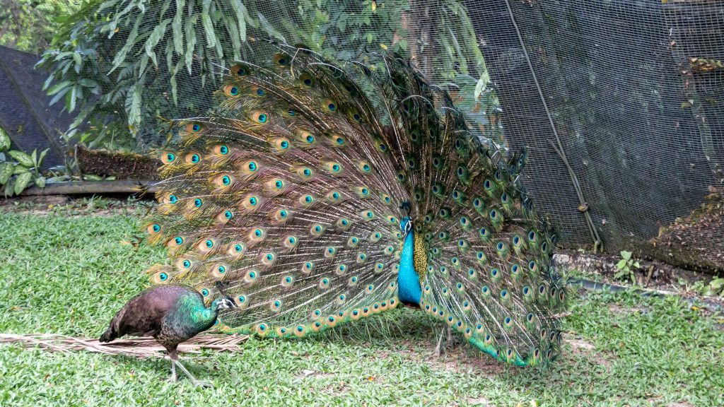 Toulouse : une expo pour tout savoir de la sexualité de la nature