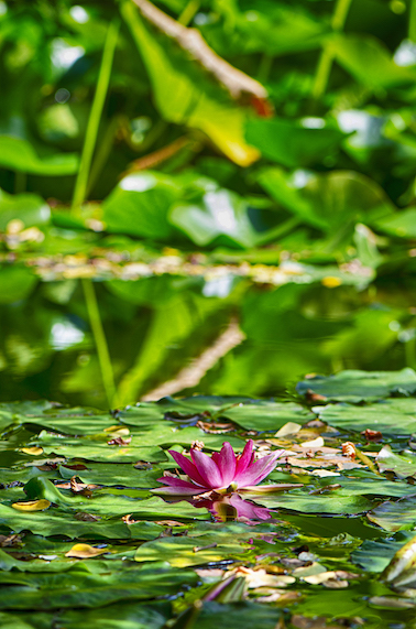 Jardins d'Eau de Carsac