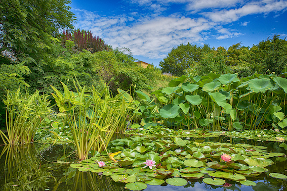 Jardin d'eau de Carsac