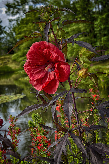 Jardin d'eau de Carsac